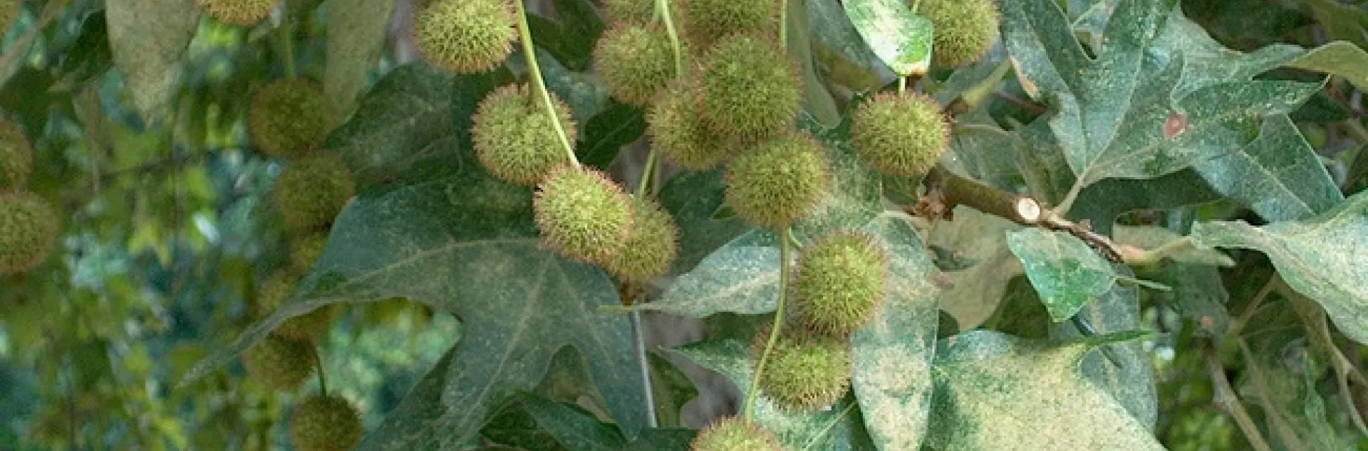 25 Platanus Racemosa, AKA California Sycamore (4) by The Fun Chronicles is marked with CC0 1.0.