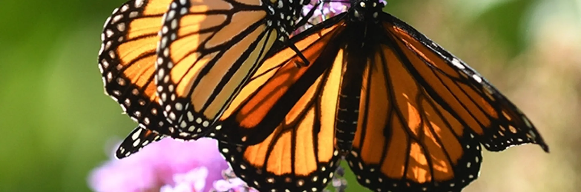 Two migrating monarchs land on a butterfly bush in Vacaville, Calif. to sip some nectar. (Photo by Kathy Keatley Garvey)
