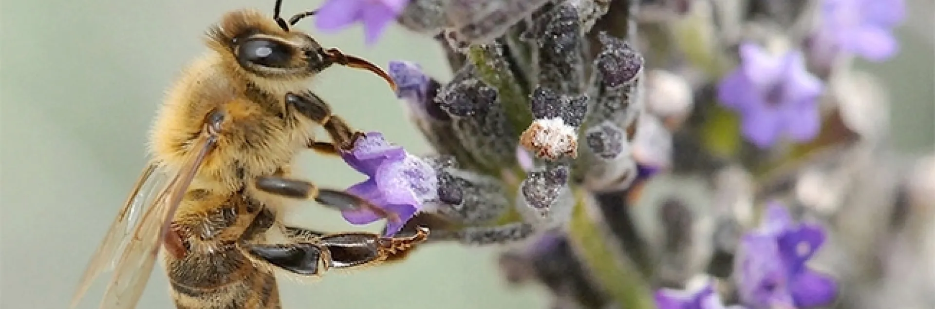A varroa mite on a foraging honey bee. (Photo by Kathy Keatley Garvey)