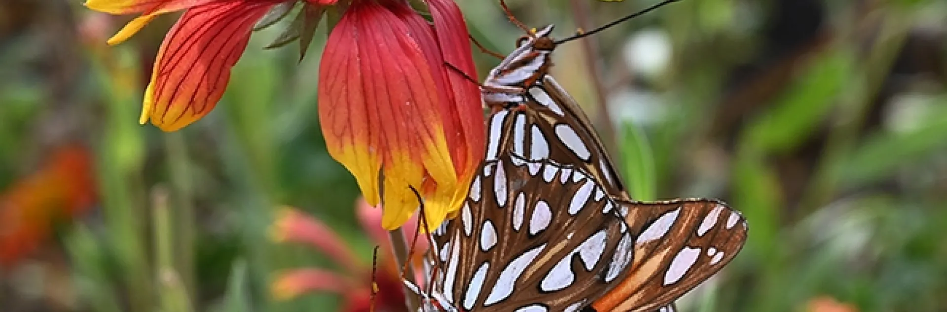 A two-headed butterfly? No, a male and female Gulf Fritillary, Agraulis vanillae, keeping busy on a Gaillardia or blanket flower. The butterflies are also known as "passion butterflies." Their host plant is the passionlower vine, Passiflora. (Photo by Kathy Keatley Garvey)