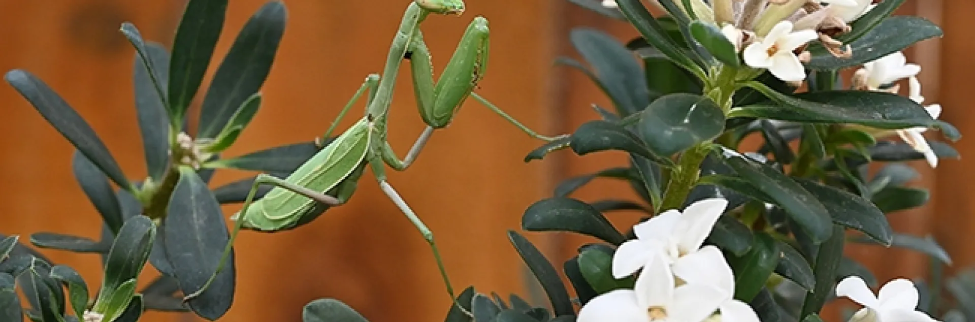 Photographer to the praying mantis: "Good morning, Ms. Mantis! How are you today? Hope you're not thinking about catching a bee for breakfast!" (Photo by Kathy Keatley Garvey)
