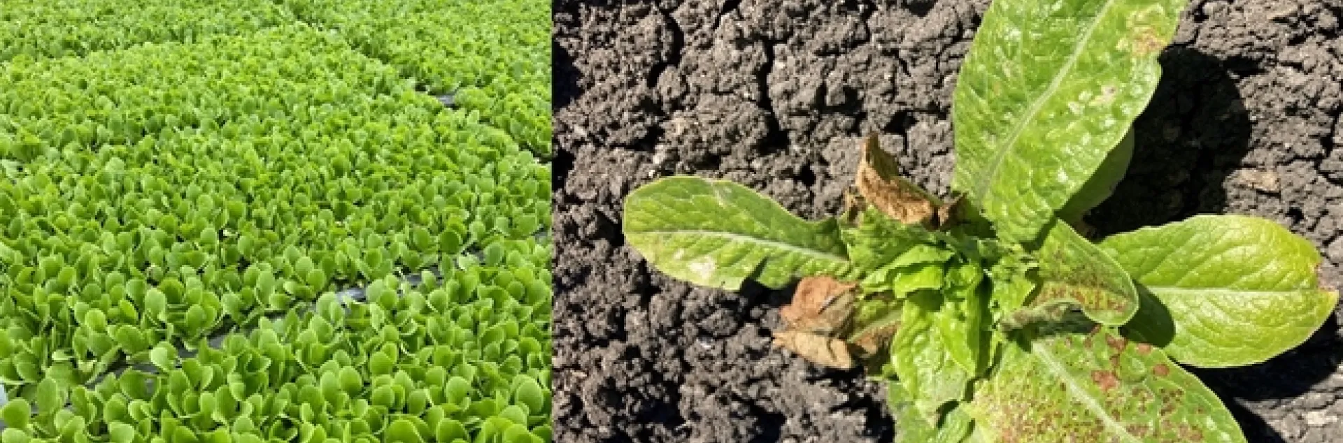 Lettuce transplants in a local transplant nursery and showing INSV symptoms just two weeks after planting in the field