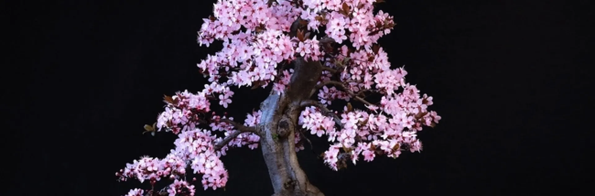 blood-plum-7101127 1280 Pixbay