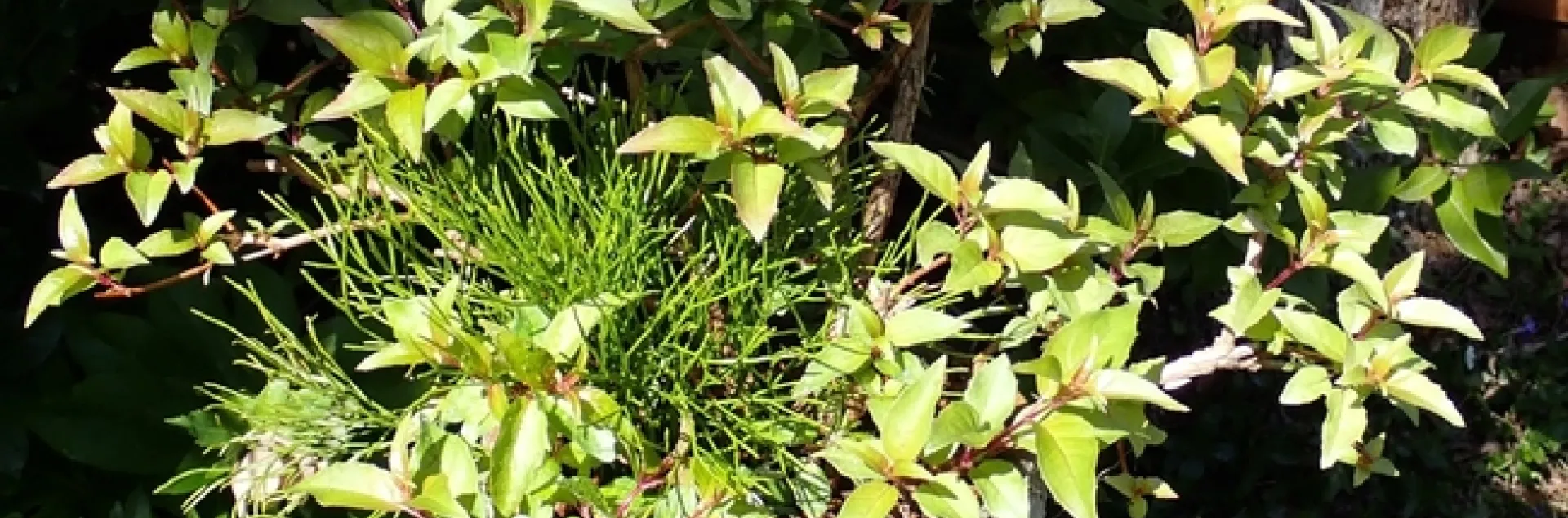 whisk fern pat matteson