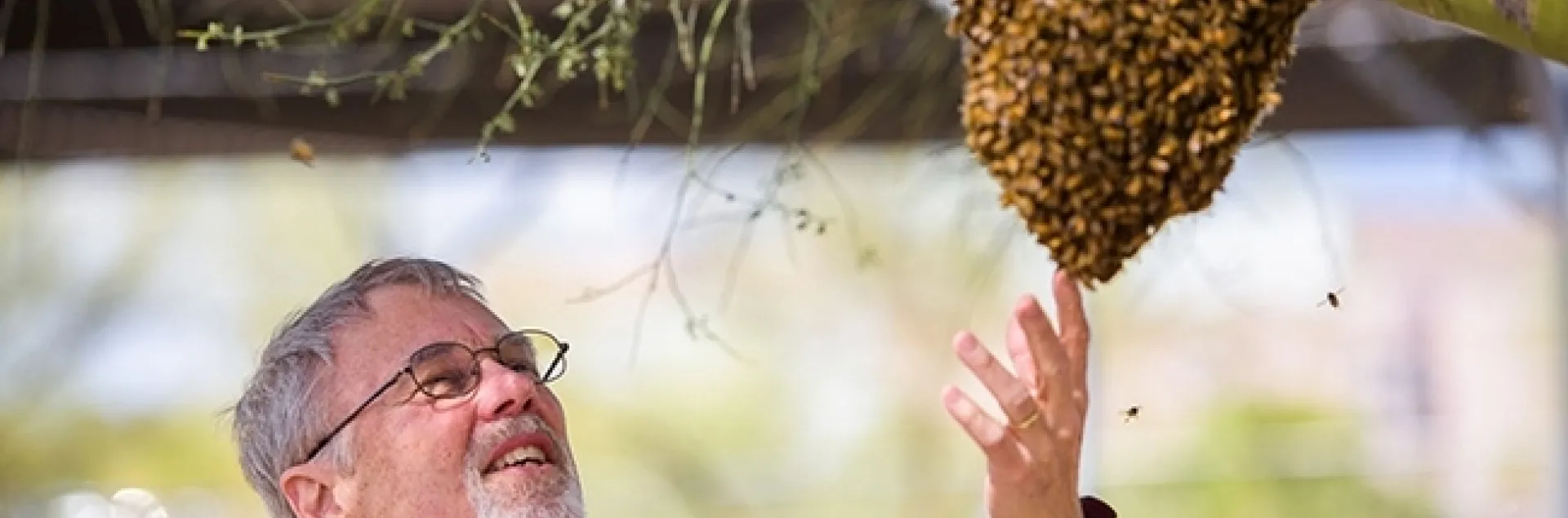 Honey bee geneticist Robert E. Page examining a swarm. (Photo courtesy of Arizona State University)