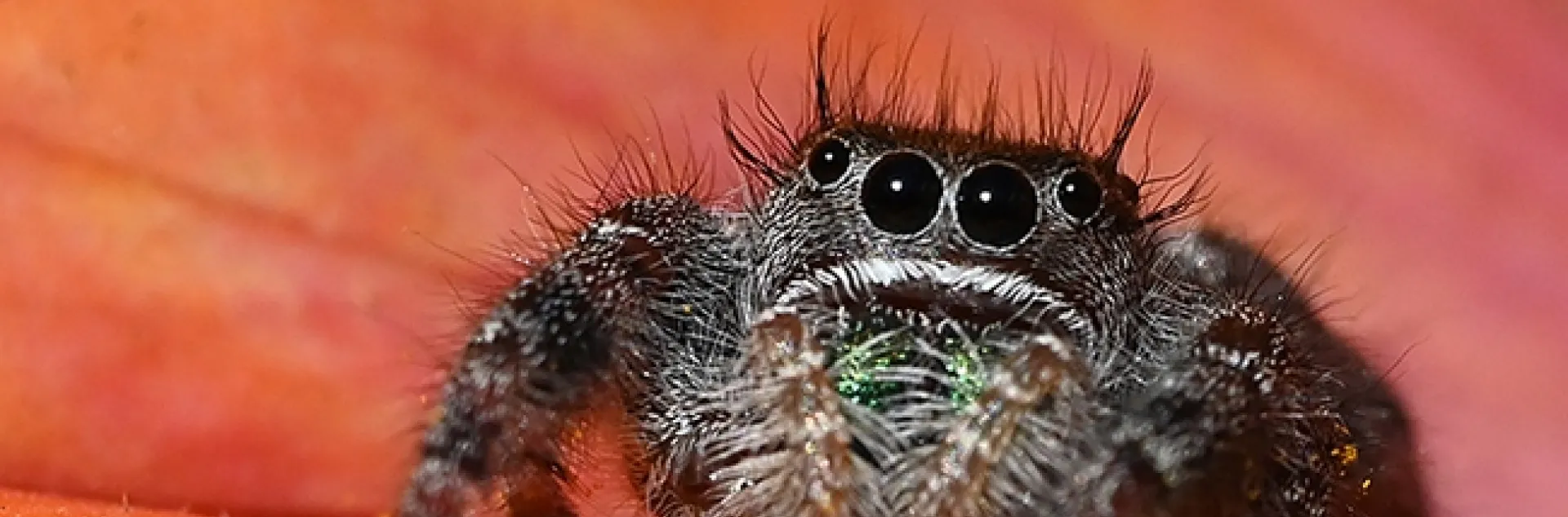 A jumping spider stares at the photographer. (Photo by Kathy Keatley Garvey)