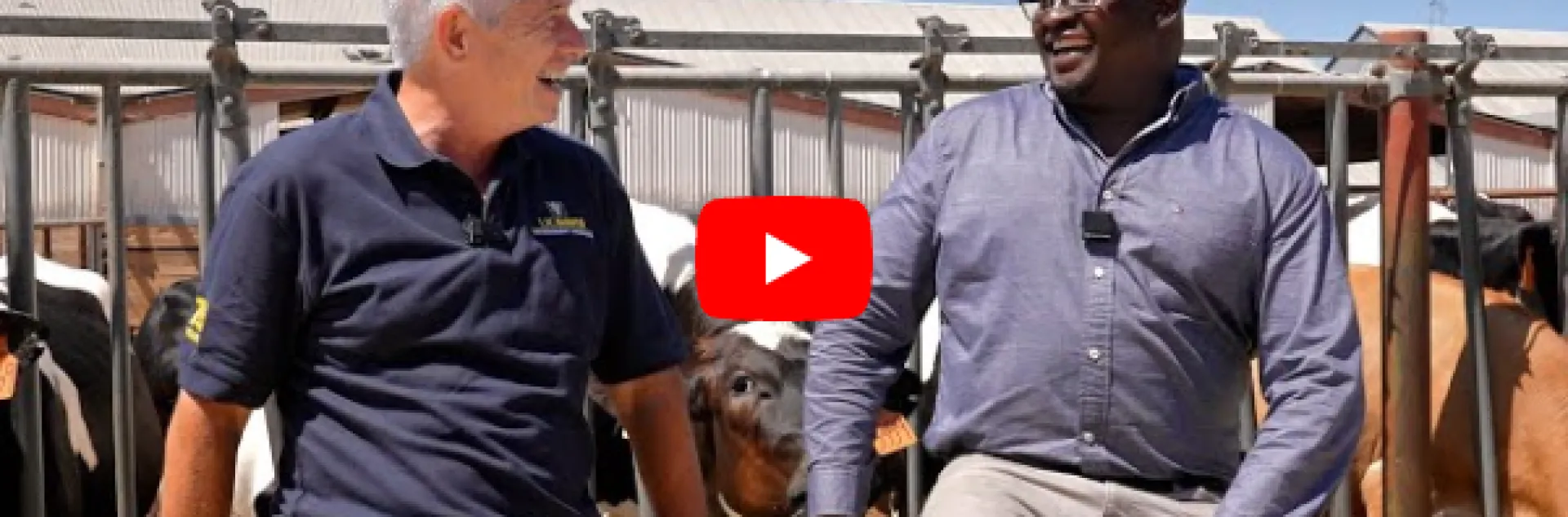 Mark Stetter and Emmanuel Okello lean on a pen of cows.