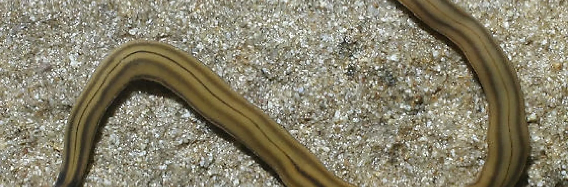 Hammerhead Flatworm 2