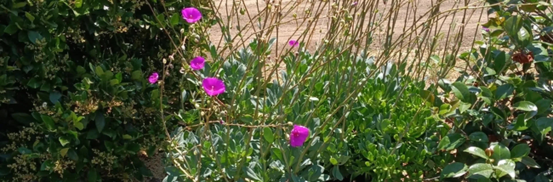 Calendrinia spectabilis blossoms