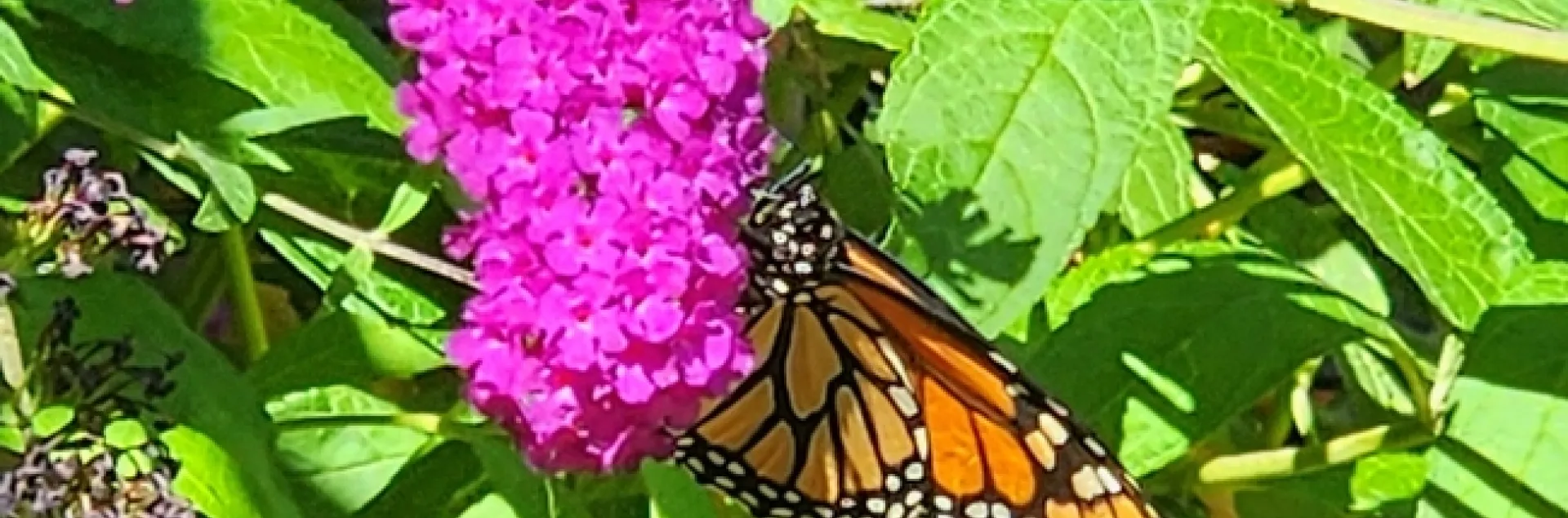 Monarch on Butterfly Bush - Al Alvarado