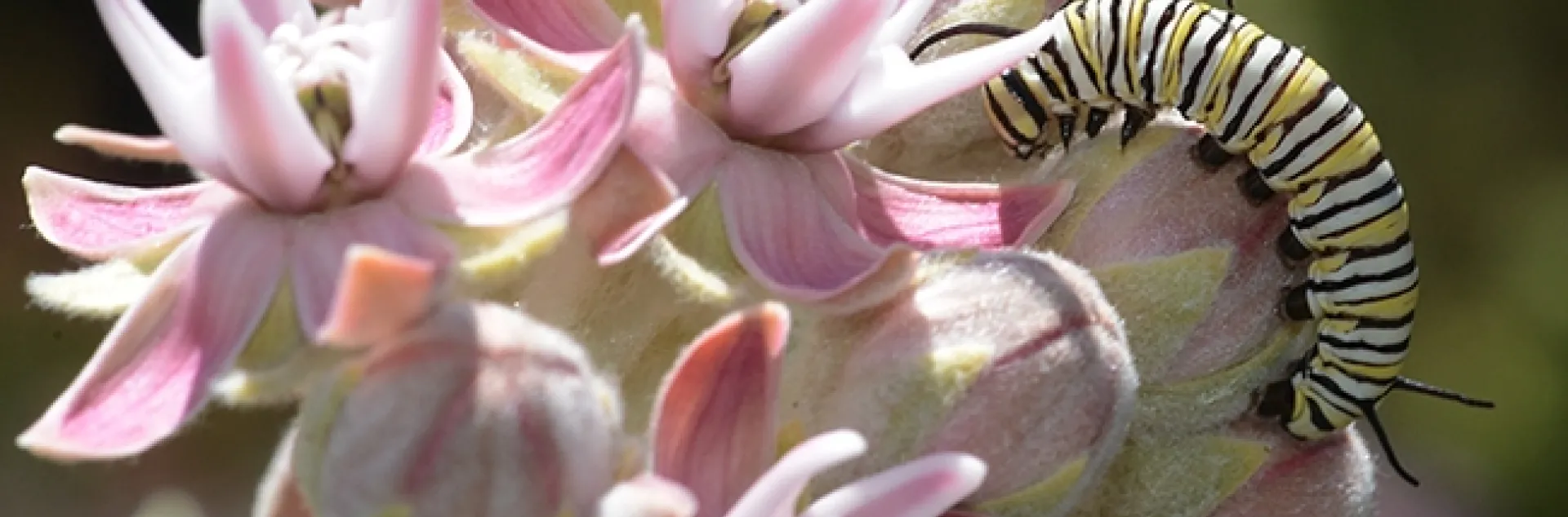 A monarch caterpillar chomping on showy milkweed, Asclepias speciosa, in a Vacavile garden. (Photo by Kathy Keatley Garvey)
