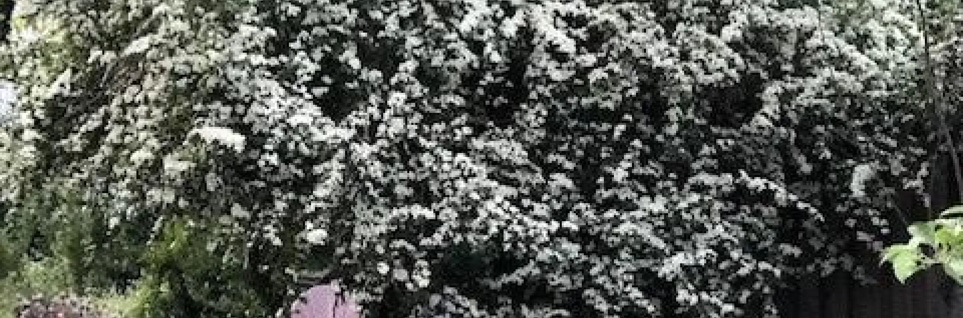 English Hawthorne Photo credit Cindy Watter