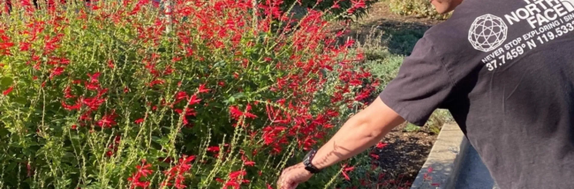 Assistant Researcher Jerid Vega with Pineapple Sage (Salvia elegans) at the Urban Bee Lab Garden in Berkeley, CA