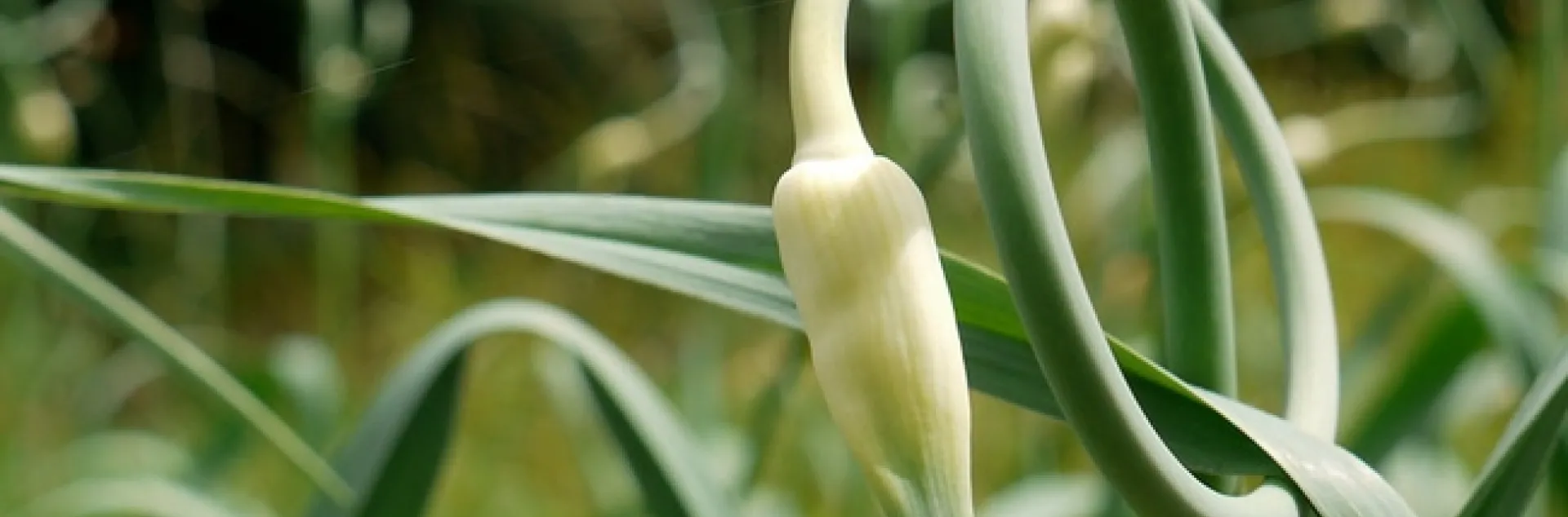 Garlic scape by grongar is licensed under CC BY 2.0.