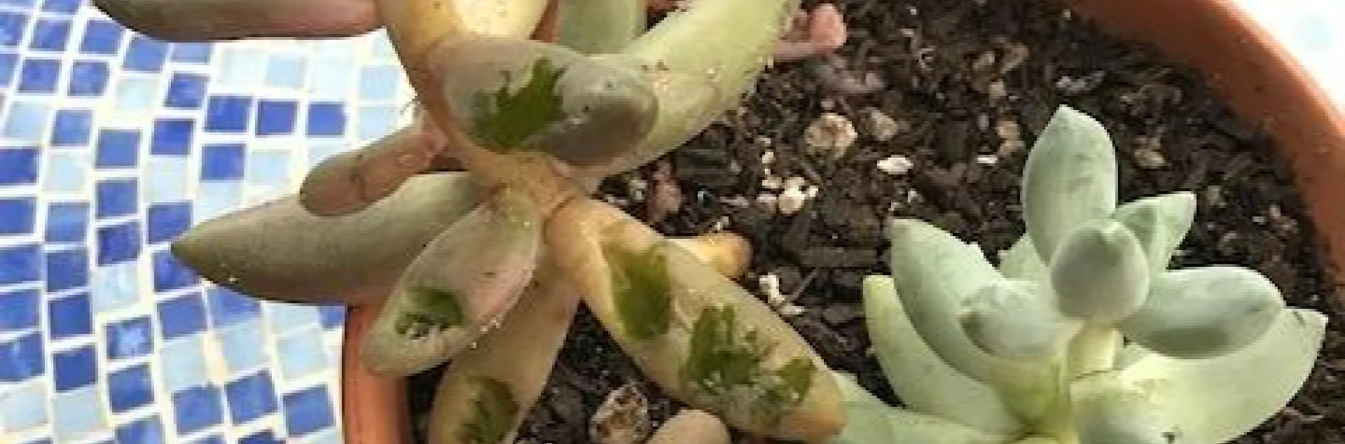 Devour by bird. photos by Karen Metz