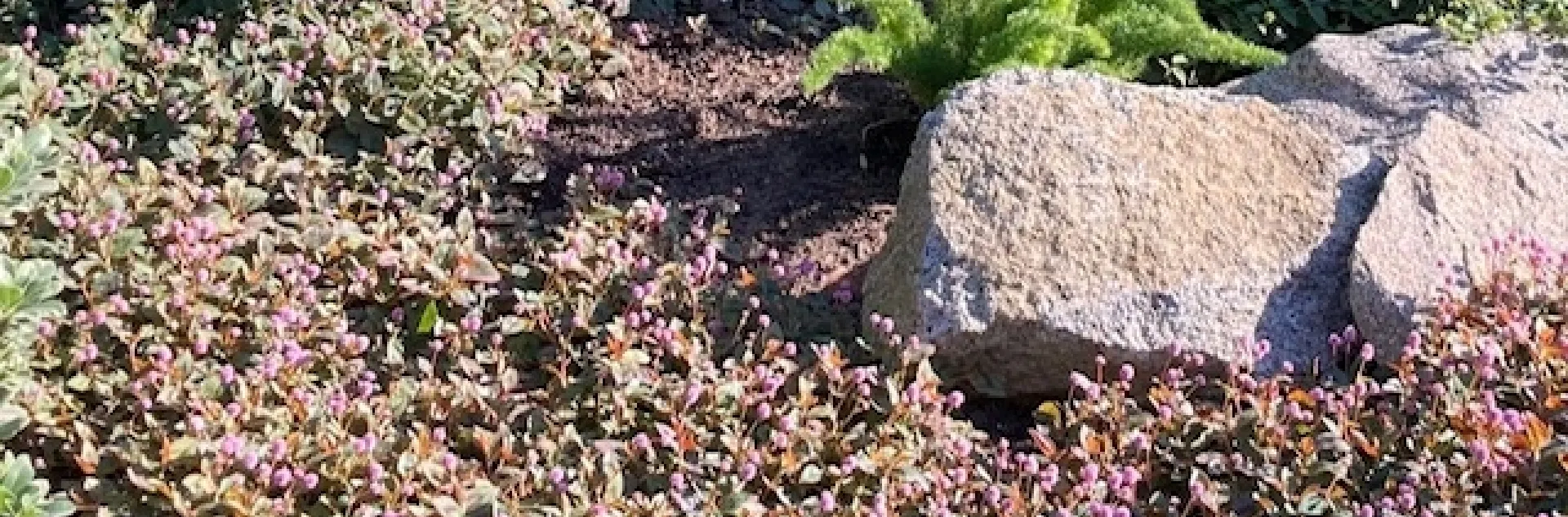 Pink knotweed groundcover in a photo taken in mid-November. (Photo: Nancy Devaurs)