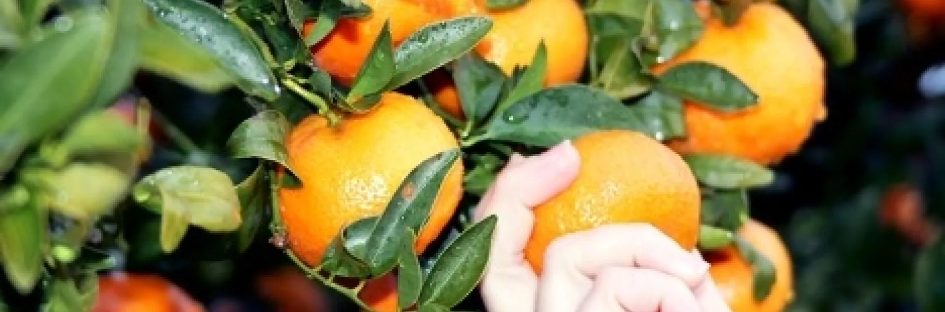 Hand reaches up to pick an orange from a tree