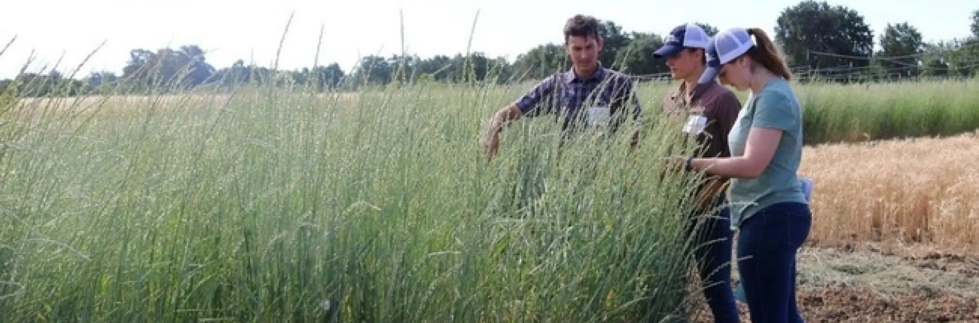 Three researchers examine plots of wheatgrass