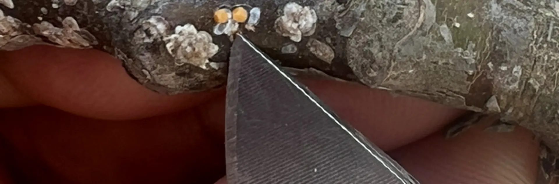 Figure 1. The covering of a group of walnut scales forms a daisy shape. Removing the cover reveals the yellow adult females