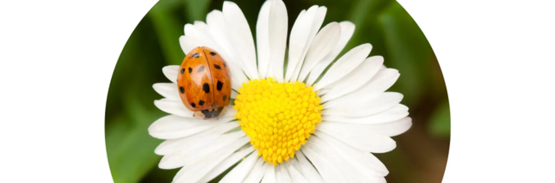 "Together we give; Giving Tuesday; November 28,2023" and a lady beetle on a white daisy flower.