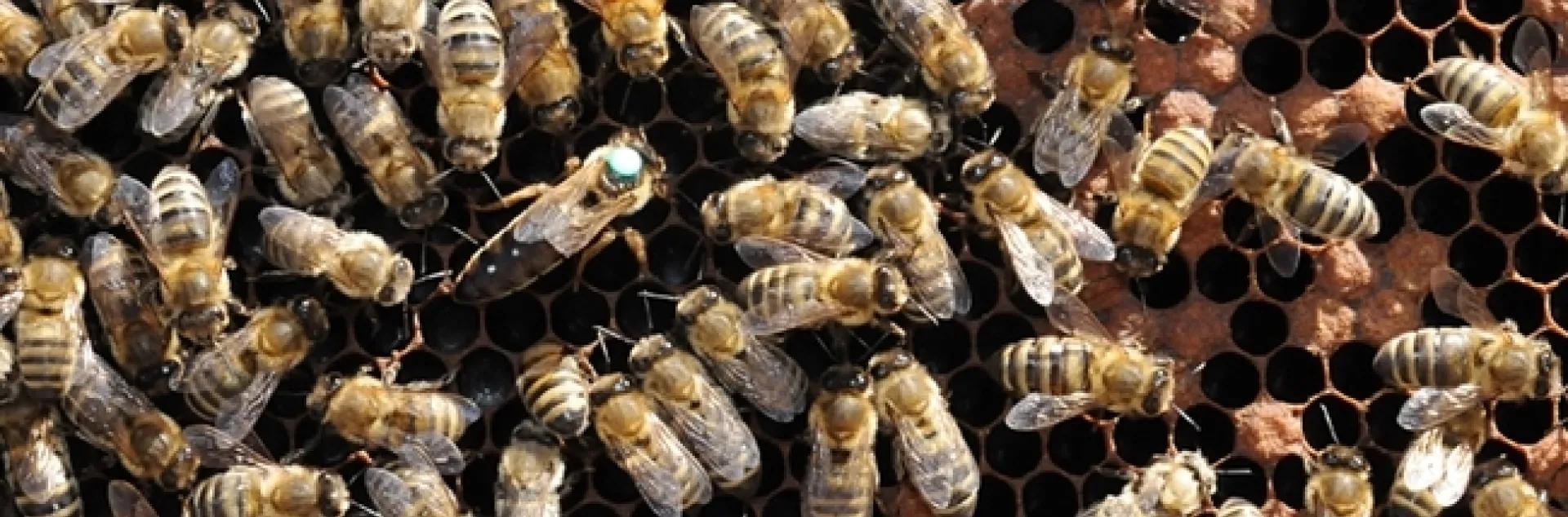 Honey bees at work in the hive. (Photo by Kathy Keatley Garvey)