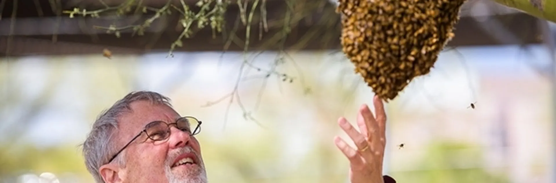 Honey bee geneticist Robert E. Page Jr. looks at a swarm. (Photo courtesy of Arizona State University)