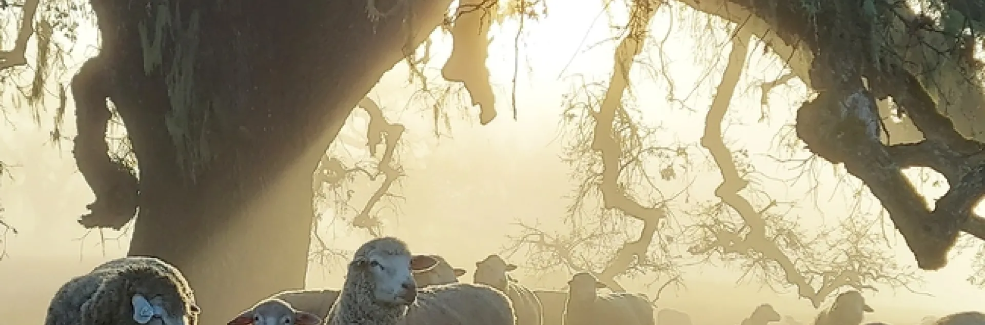 Sheep in a grassy pasture under a tree