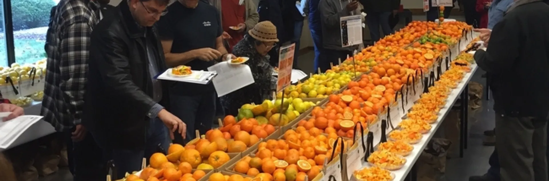 People holding paper plates and lists of citrus varieties mill around a long table filled with boxes of assorted citrus varieties.