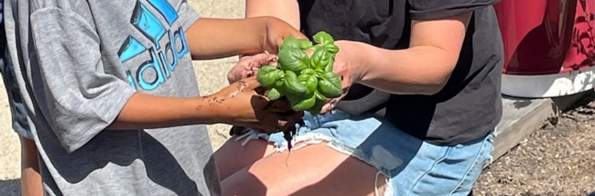 A woman shows the roots of a basil plant to a boy