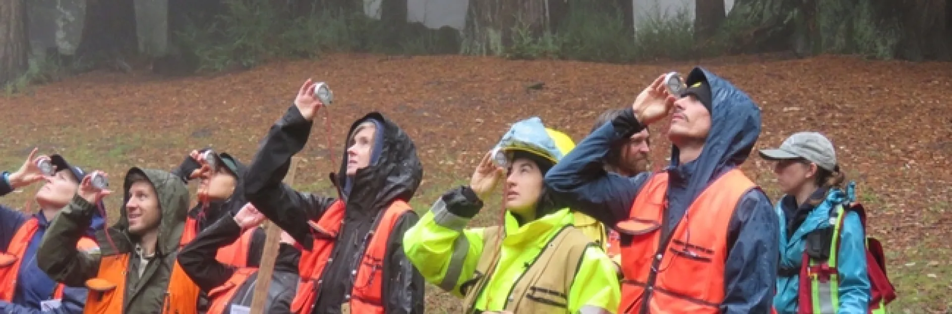 Eight people in raincoats and orange or yellow vests peer through a handheld device up at trees.