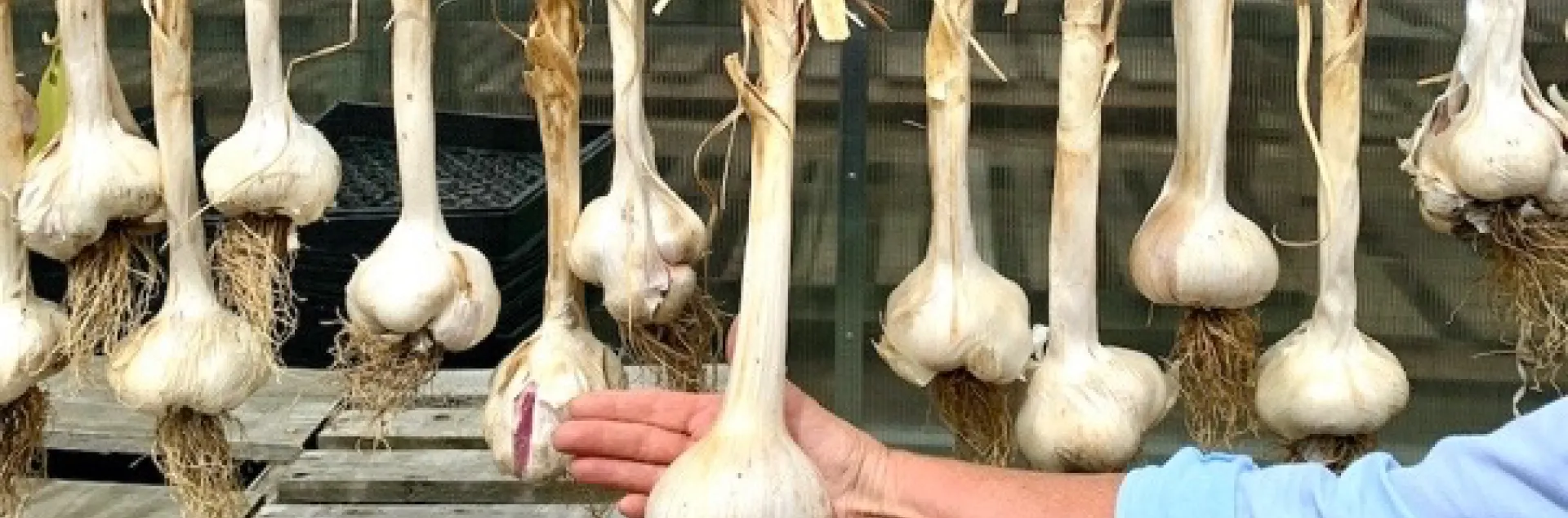Garlic cloves being cured by hanging in a warm location