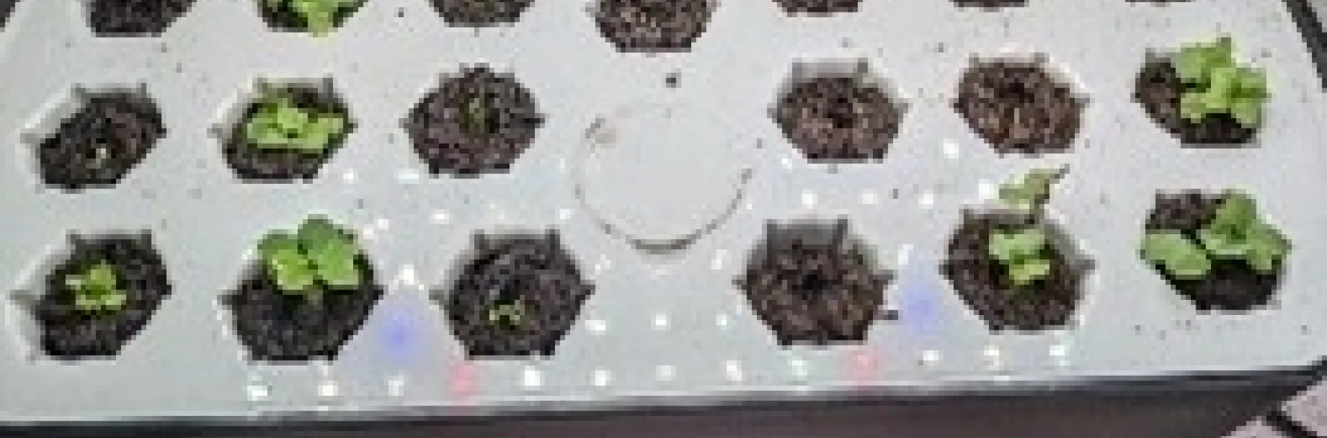 photos by Nanelle Jones-Sullivan