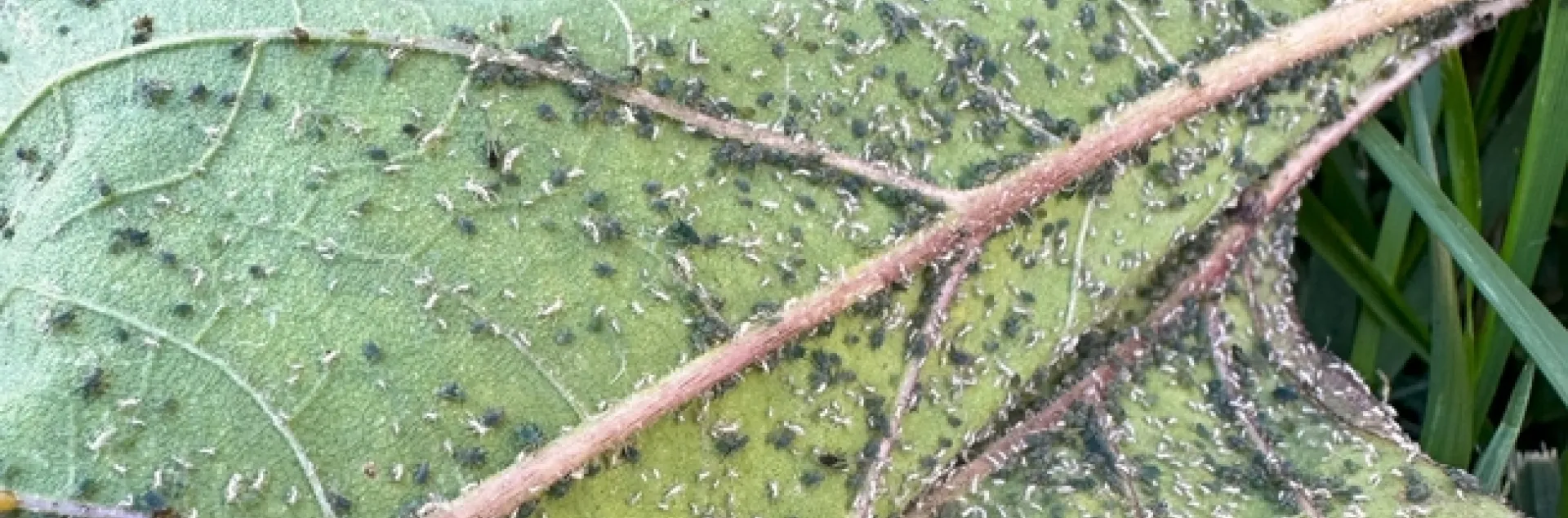 Aphid Leaf. photos by Melinda Nestlerode