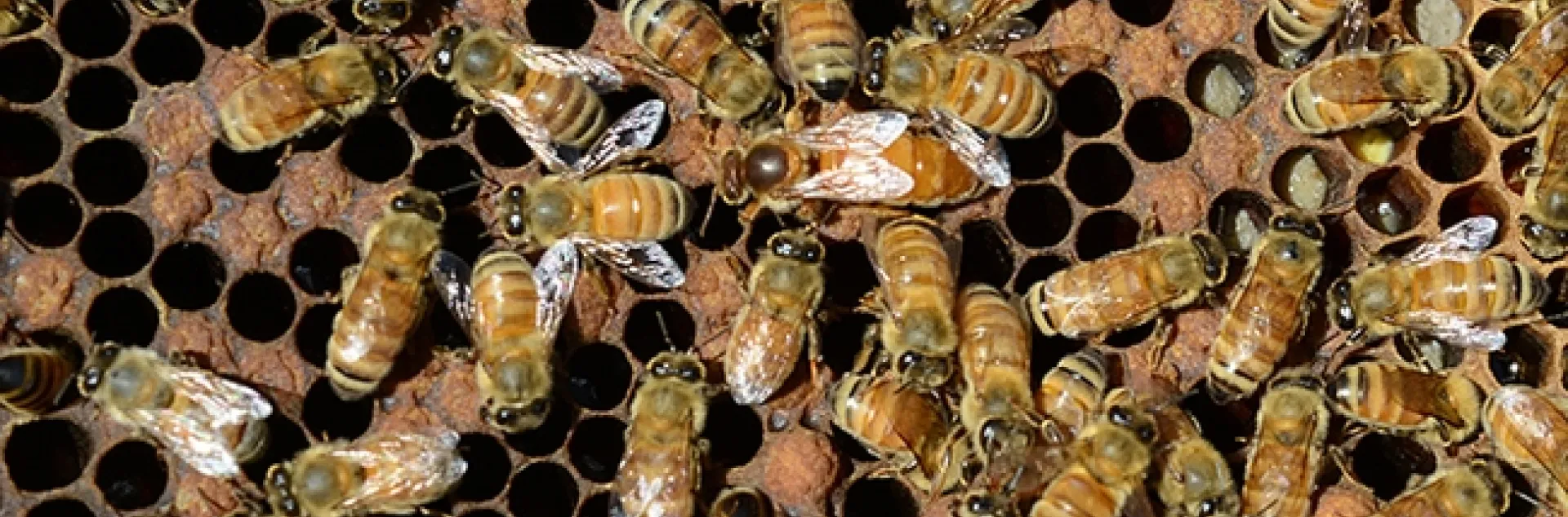 A look inside a bee hive. (Photo by Kathy Keatley Garvey)