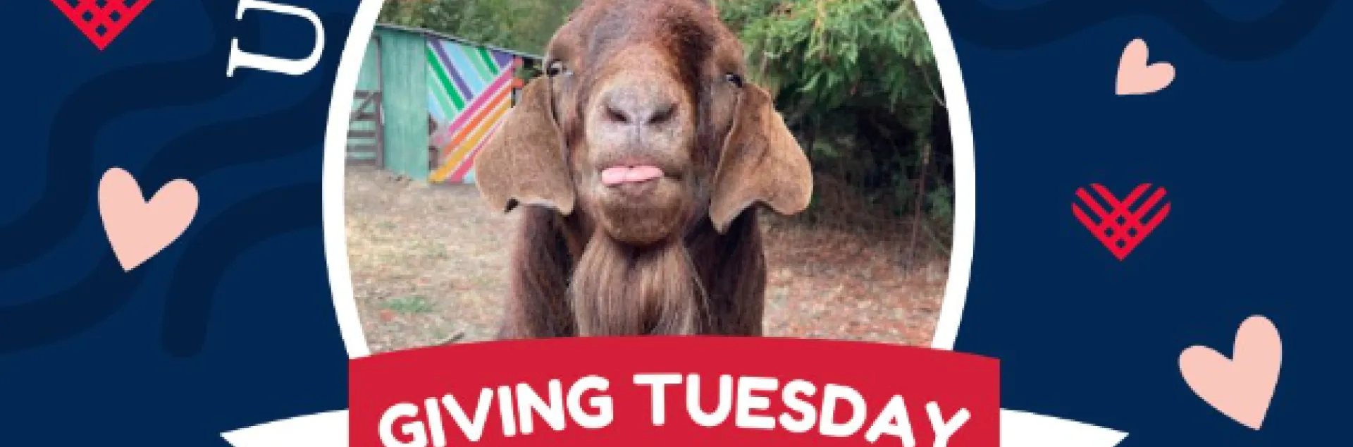 A goat face framed with the words: UC Elkus Ranch Giving Tuesday