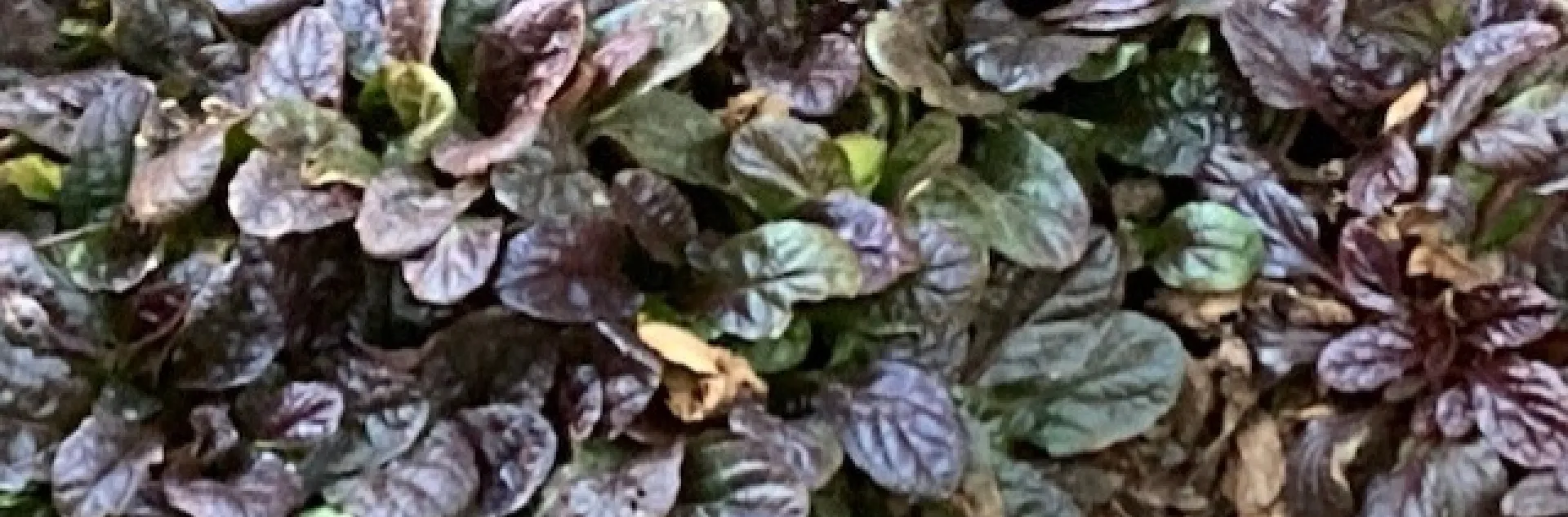 Black scallop bugleweed. photos by Michelle Davis