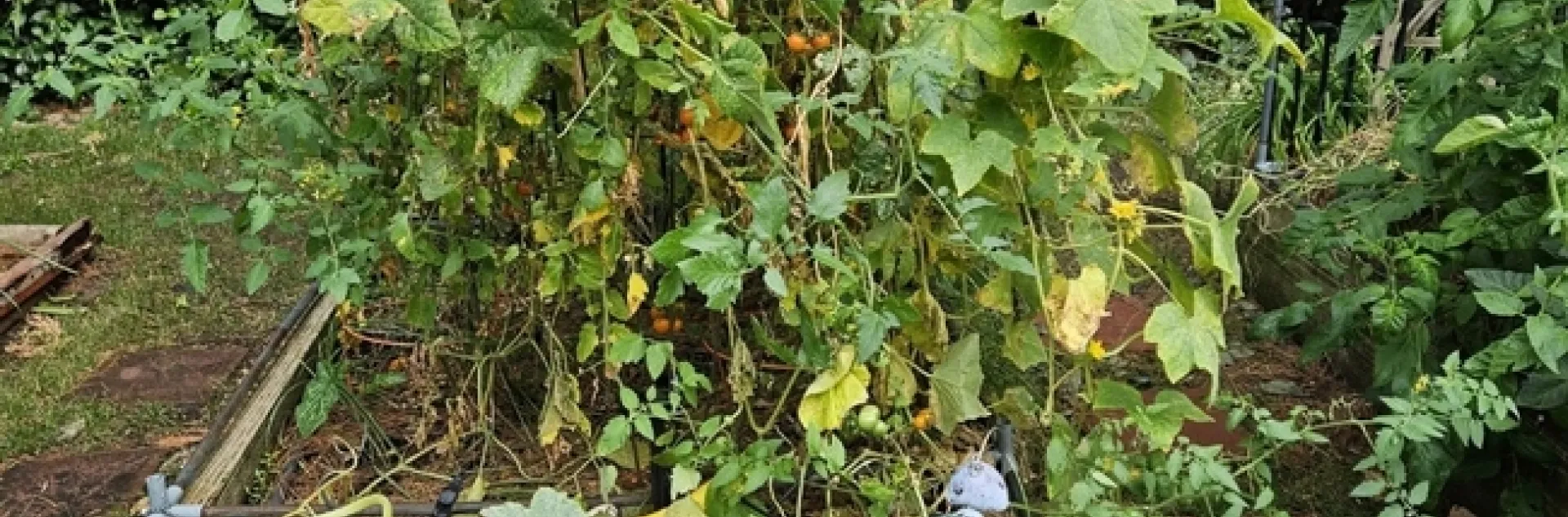 Time to put garden to sleep - Paula Pashby