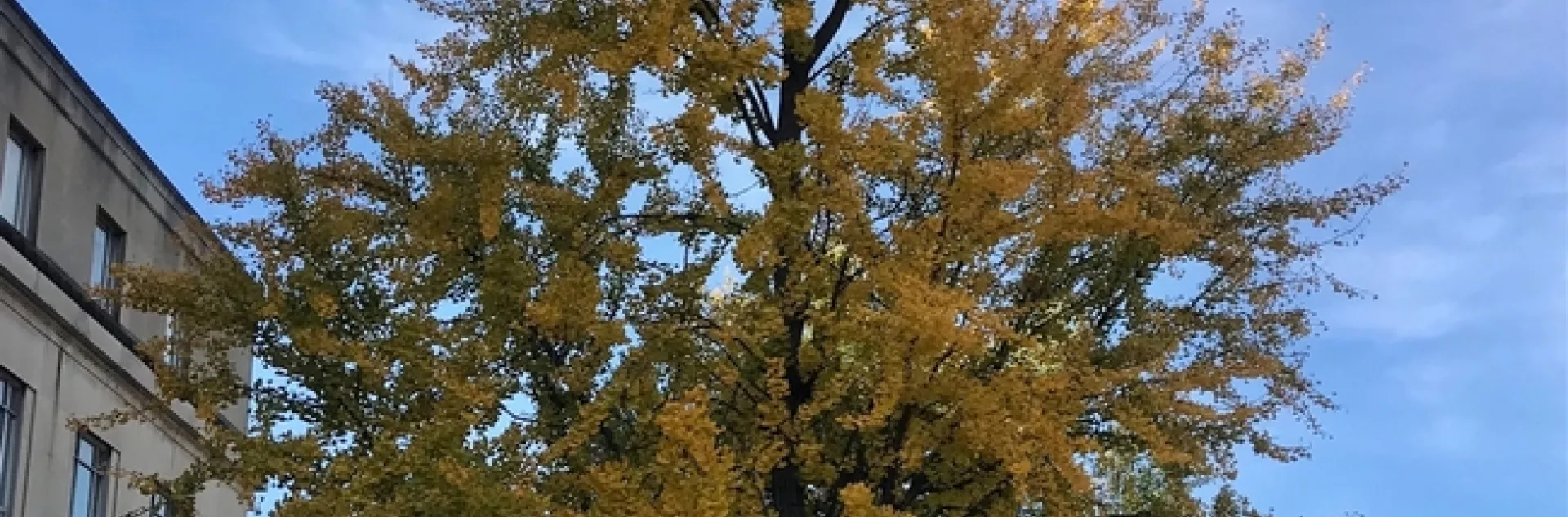 Ginkgo. photos by Karen Metz