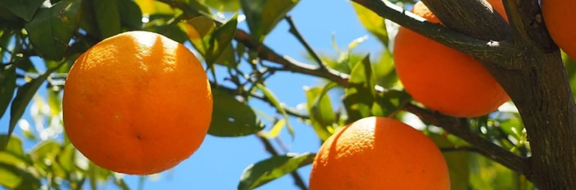 oranges-fruits-orange-tree-citrus-fruits pisquels