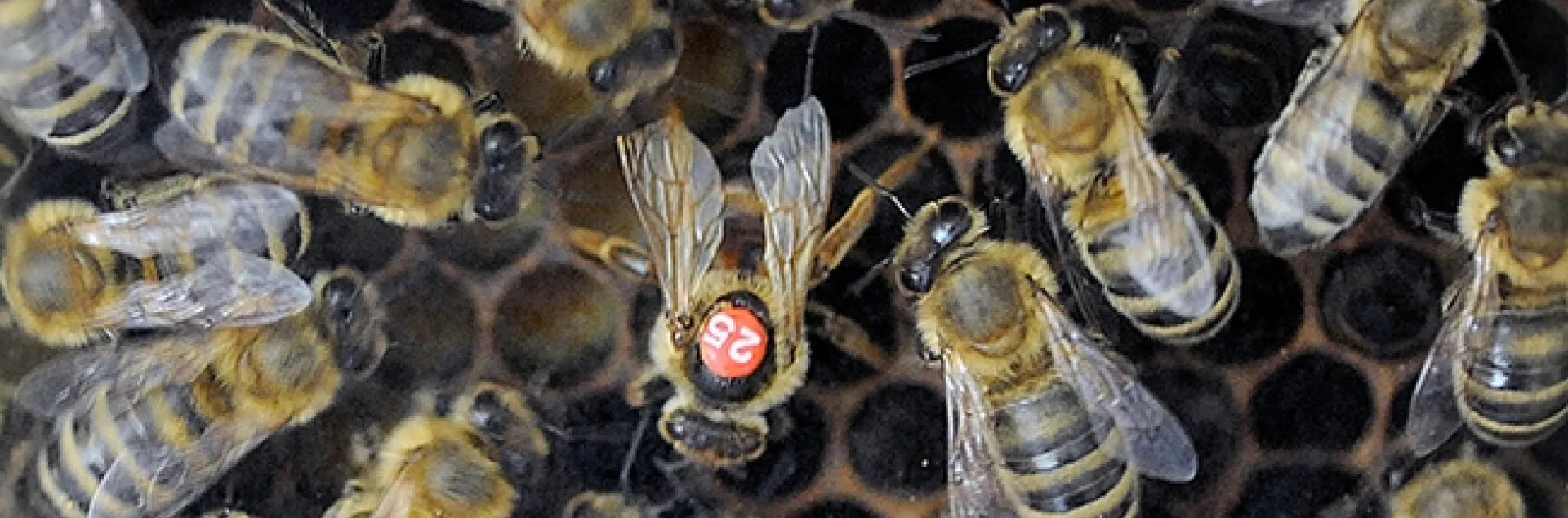 Queen bee laying an egg. A honey bee egg weighs about 0.1 mg, according to the late Extension apiculturist emeritus Eric Mussen, UC Davis Department of Entomology and Nematology. (Photo by Kathy Keatley Garvey)