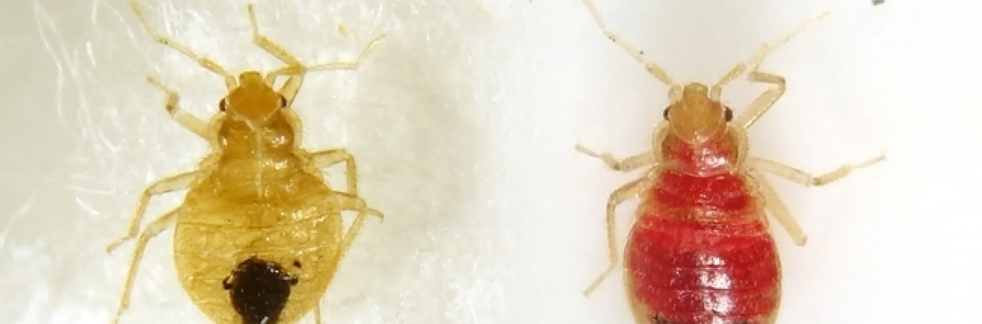 Una chinche ninfa antes y después de haberse alimentado con sangre. Fotografía por Siavash Tarava