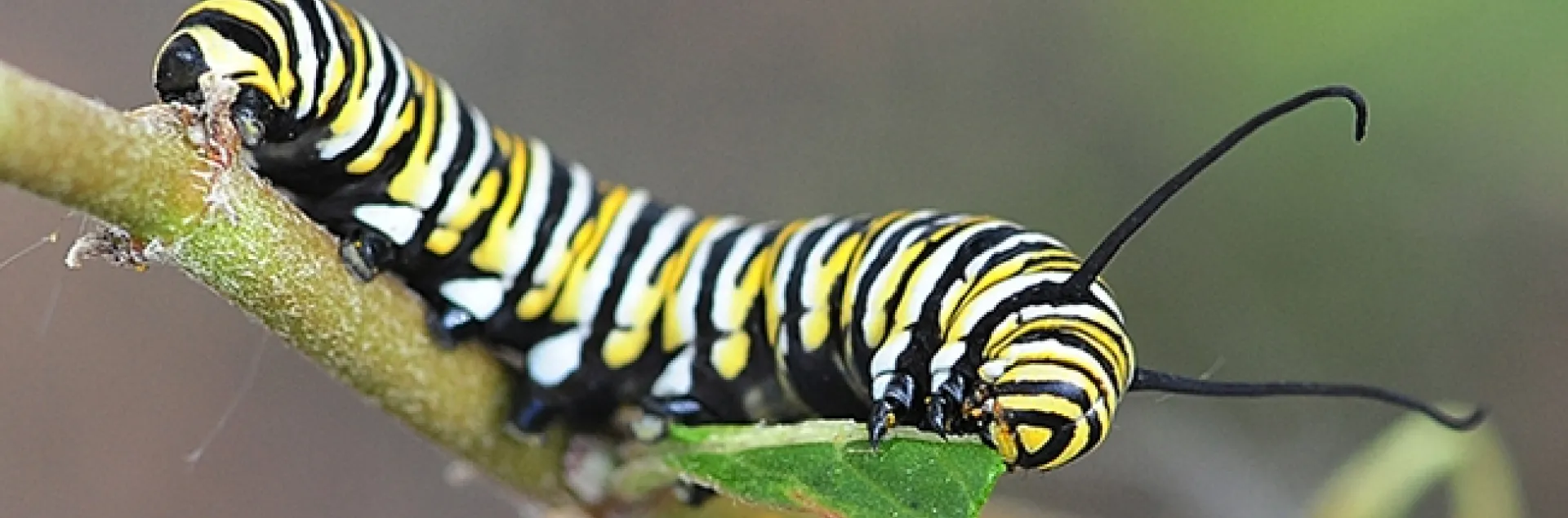 A monarch caterpillar munching on milkweed in a Vacaville garden. (Photo by Kathy Keatley Garvey)