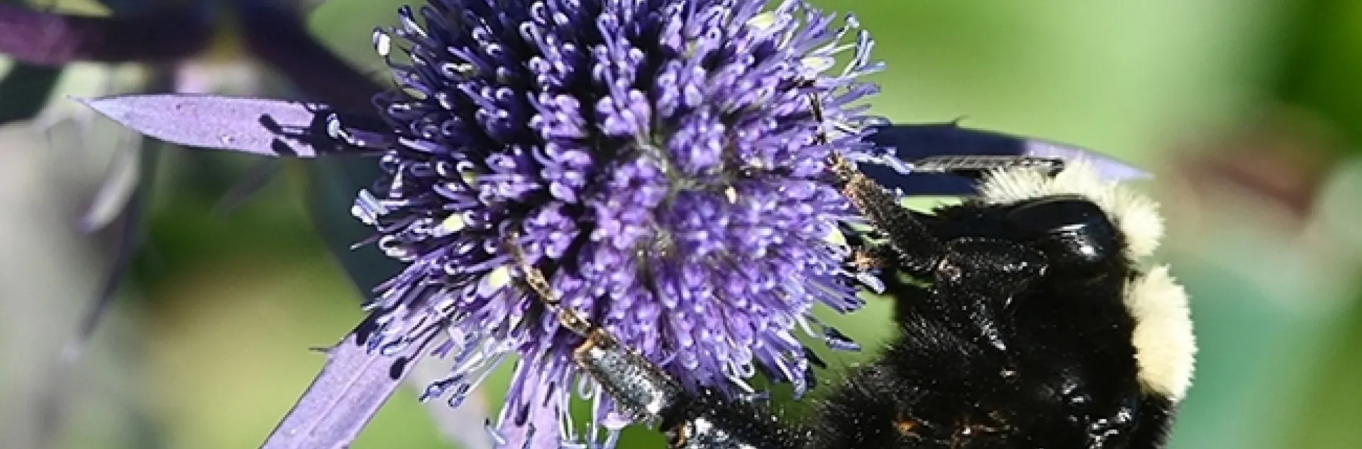 A yellow-faced bumble bee, Bombus vosnesenskii, forages on Eryngium amethystinum, a genus that belongs to the carrot family, Apiaceae. (Photo by Kathy Keatley Garvey)