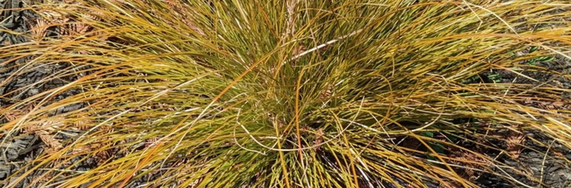 carex