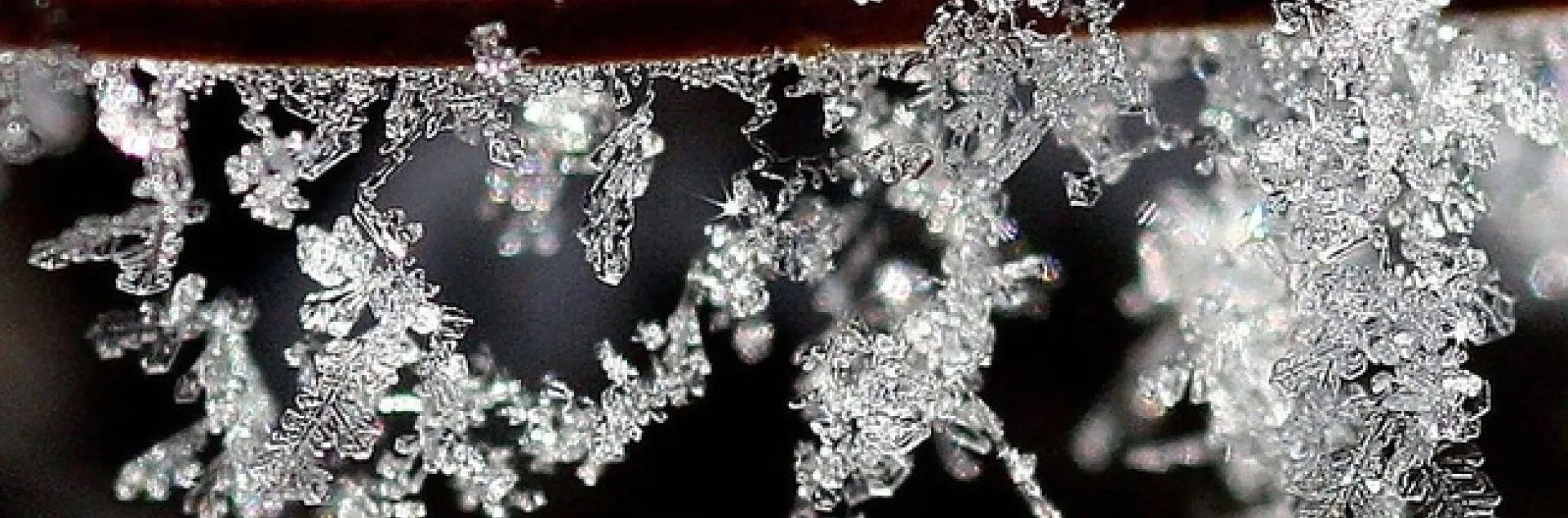 Frost on a pine needle by Lida Rose is licensed under CC BY-ND 2.0.