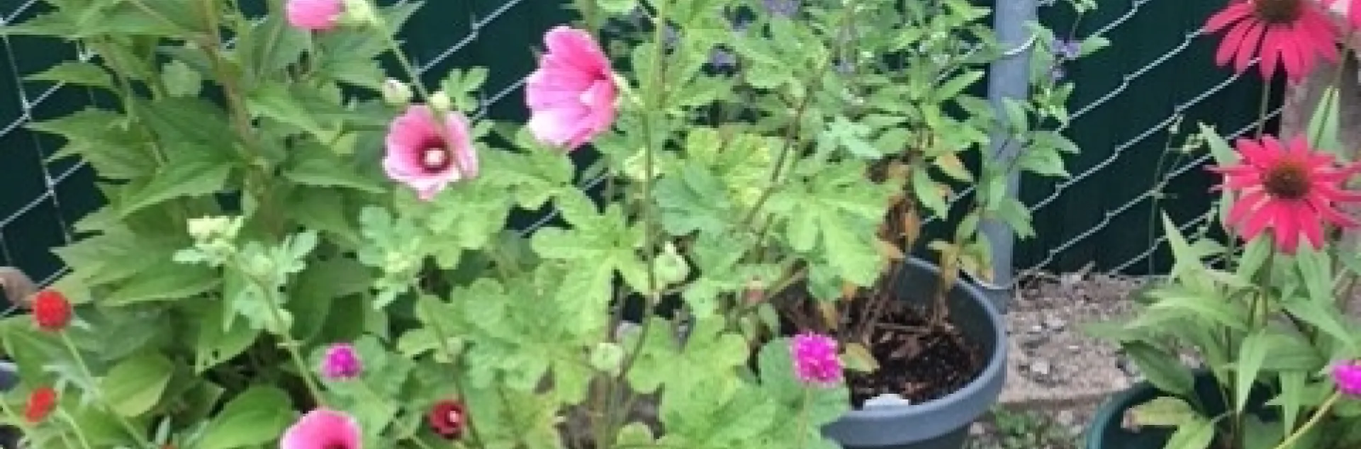 Halo apricot. photos by Heather Hamilton