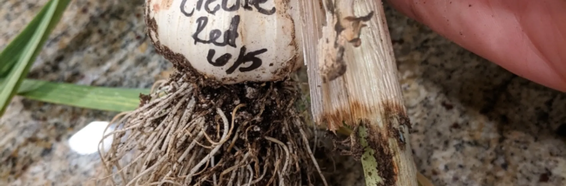 Creole Red. photos by Nanelle Jones-Sullivan