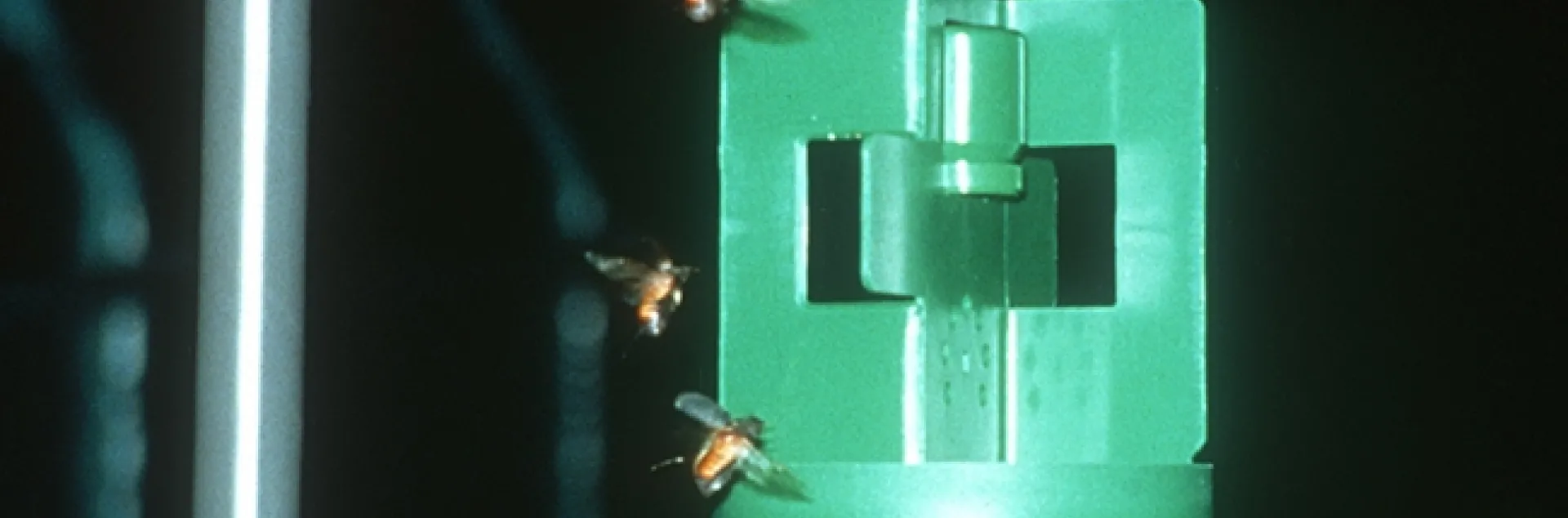 Male large black chafer beetles, Holotrichia parallela, flying toward a synthetic sex pheromone (in traps). (Photo courtesy of the Walter Leal lab)