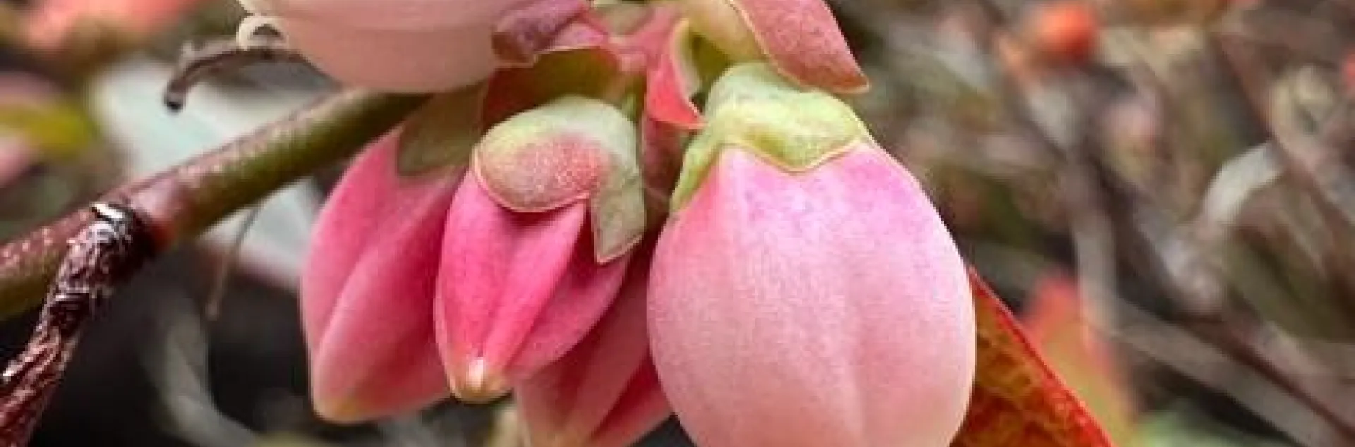 Blueberry buds.