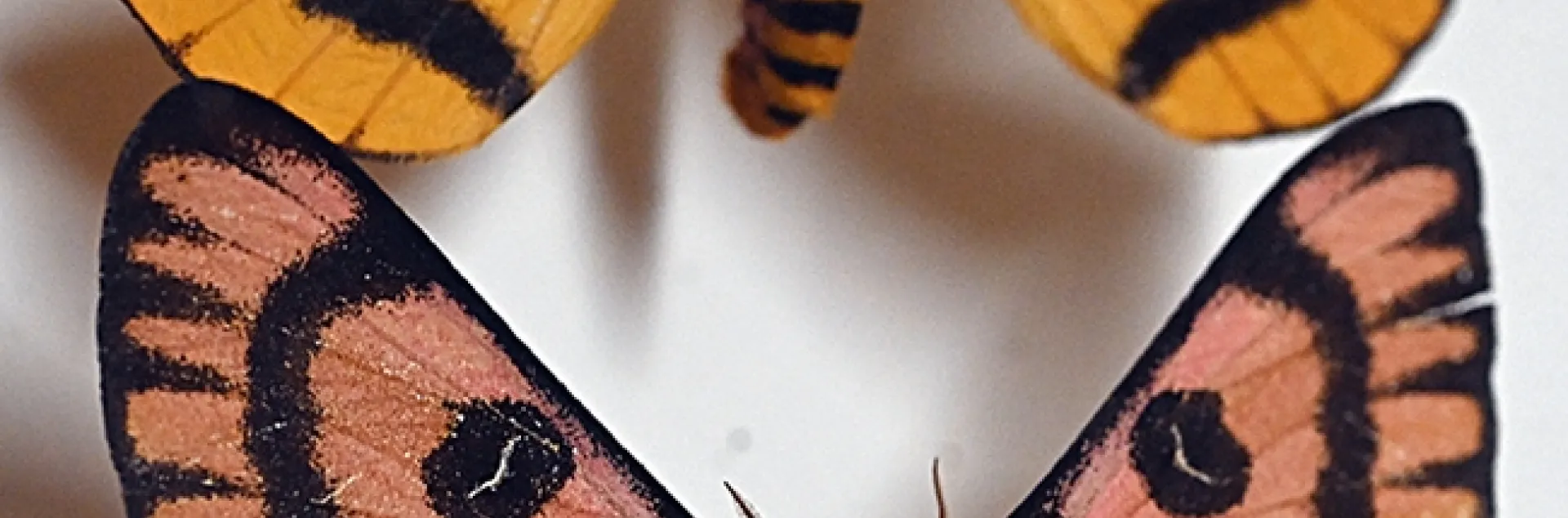 Two sheep moth specimens, Hemileuca eglanterina, at the Bohart Museum of Entomology. (Photo by Kathy Keatley Garvey)